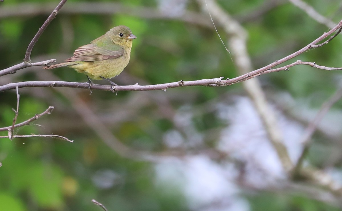 Painted Bunting - ML618729160