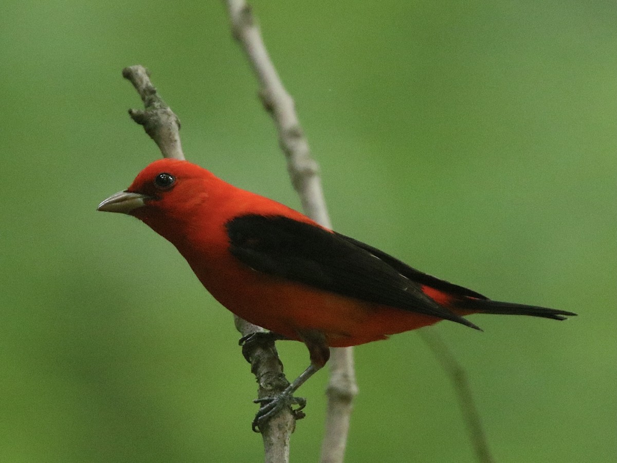 Scarlet Tanager - ML618729172