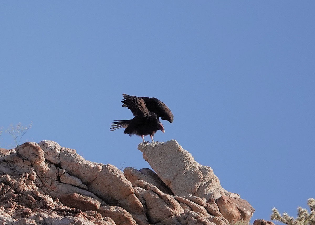 Turkey Vulture - ML618729178