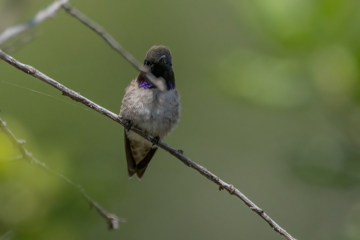 Black-chinned Hummingbird - ML618729189