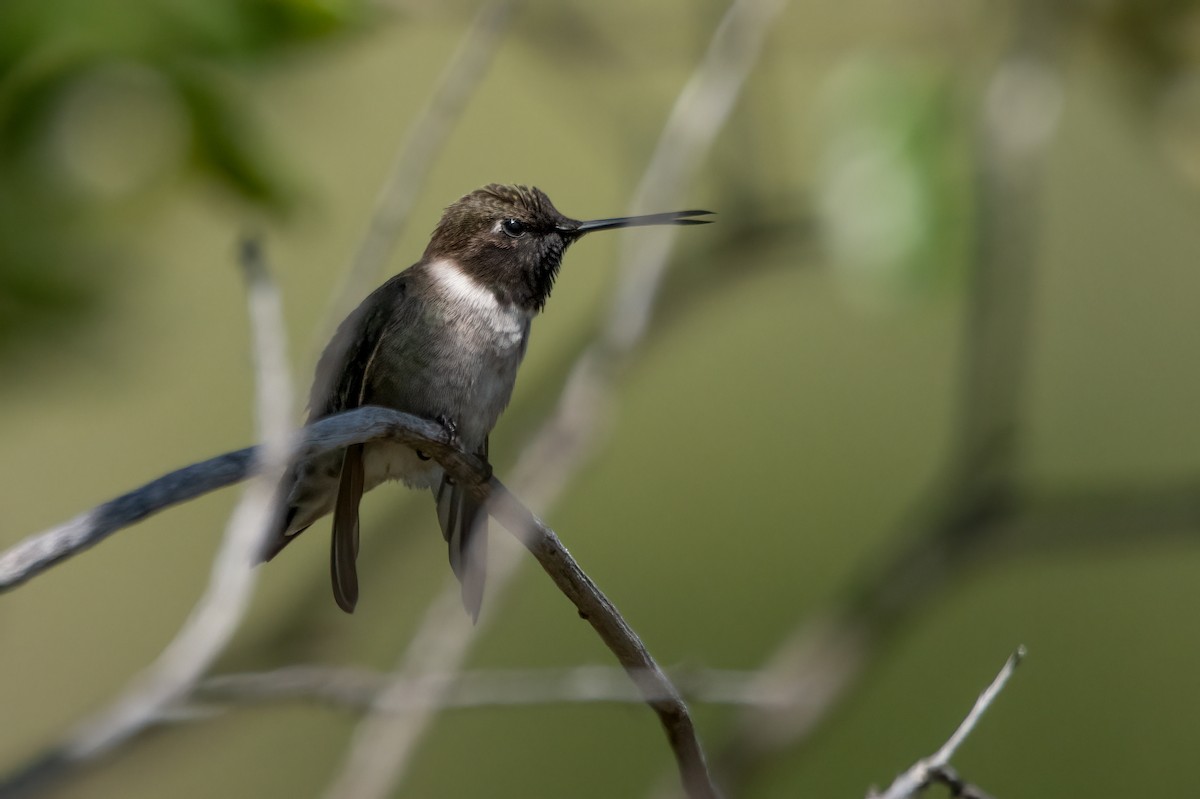 Black-chinned Hummingbird - ML618729191