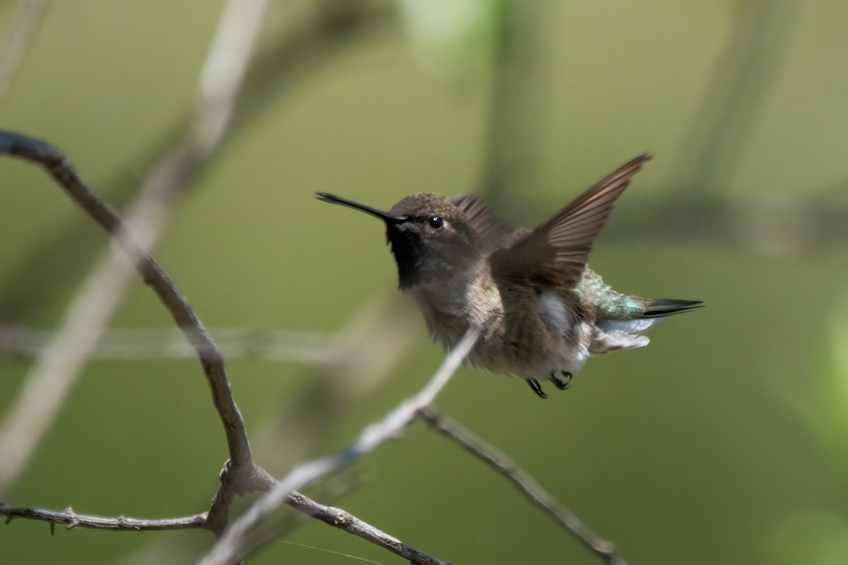 Black-chinned Hummingbird - ML618729192
