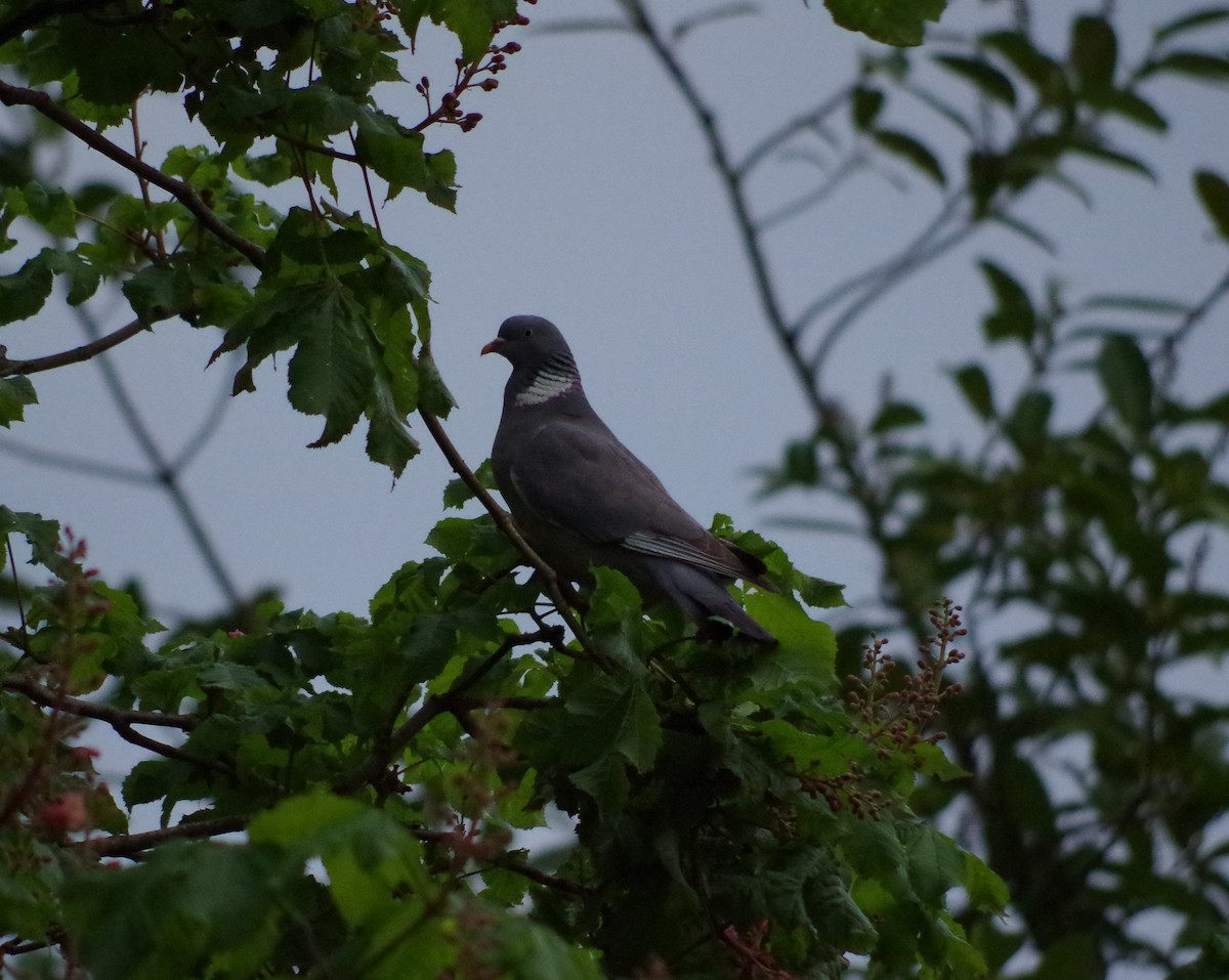 Common Wood-Pigeon - ML618729212