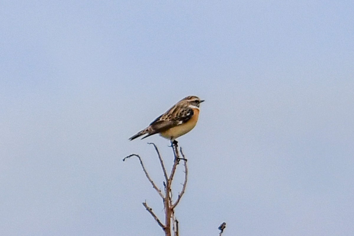 Whinchat - ML618729220