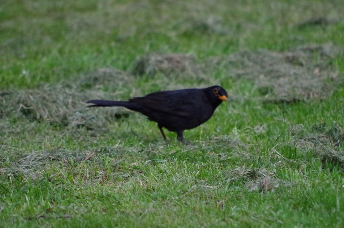 Eurasian Blackbird - ML618729227