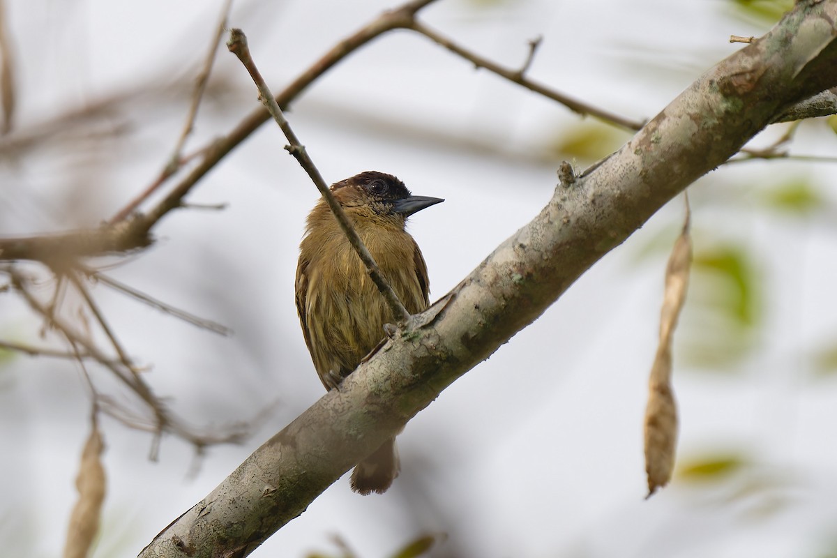Olivaceous Piculet - ML618729277
