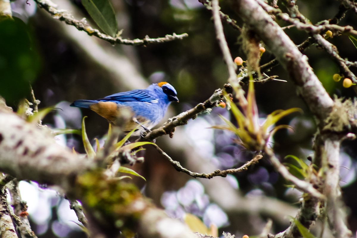 Golden-naped Tanager - ML618729279