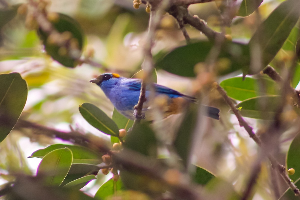 Golden-naped Tanager - ML618729280