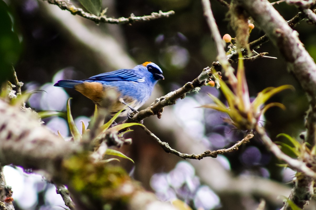 Golden-naped Tanager - ML618729281