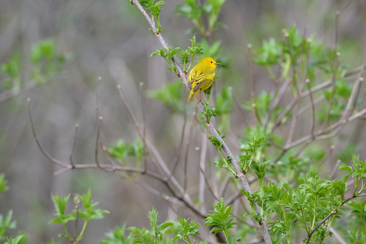 Yellow Warbler - ML618729300