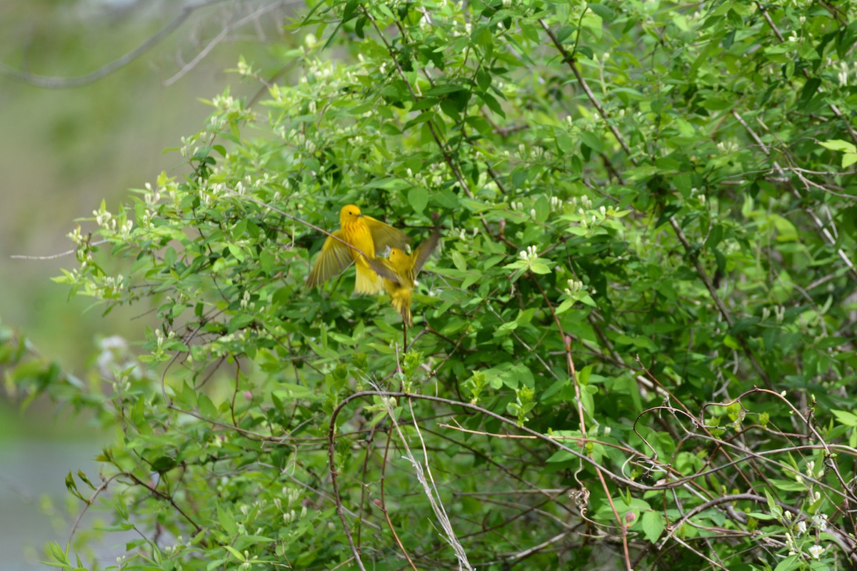 Yellow Warbler - ML618729301