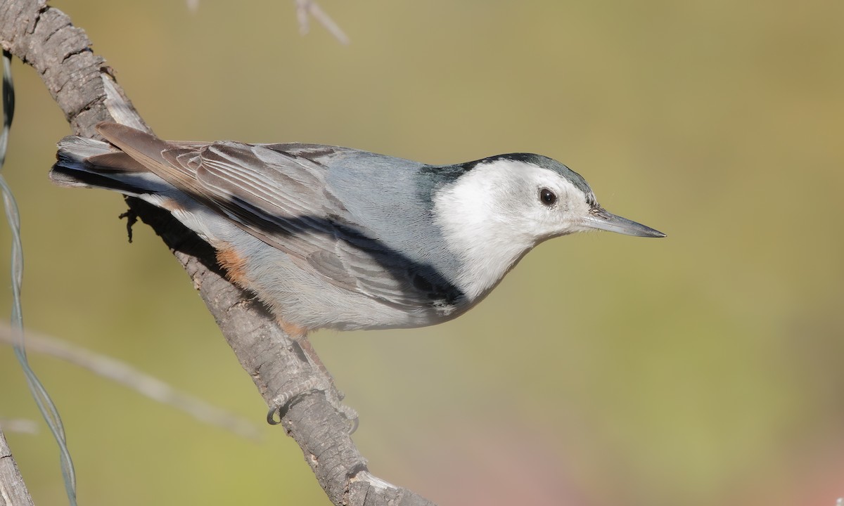 White-breasted Nuthatch (Interior West) - ML618729318