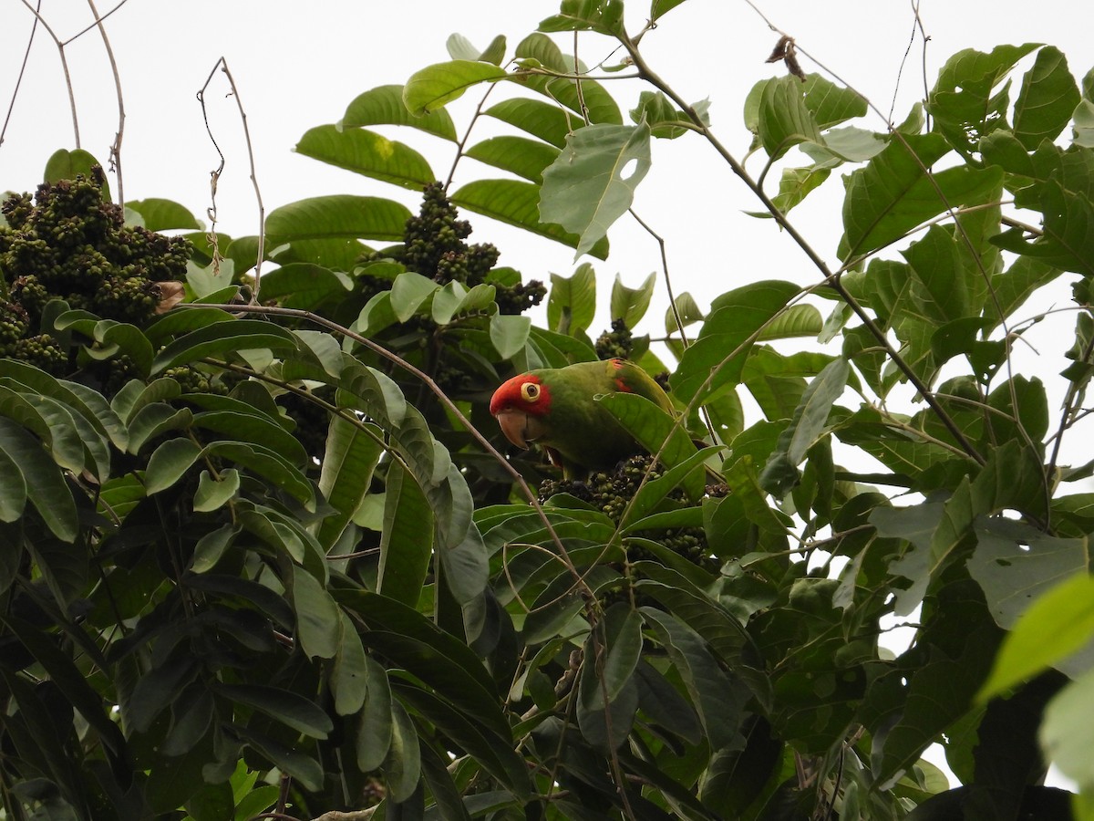 Guayaquil Papağanı - ML618729322
