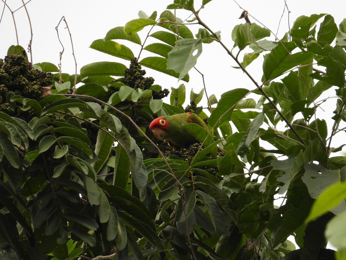 Red-masked Parakeet - ML618729323