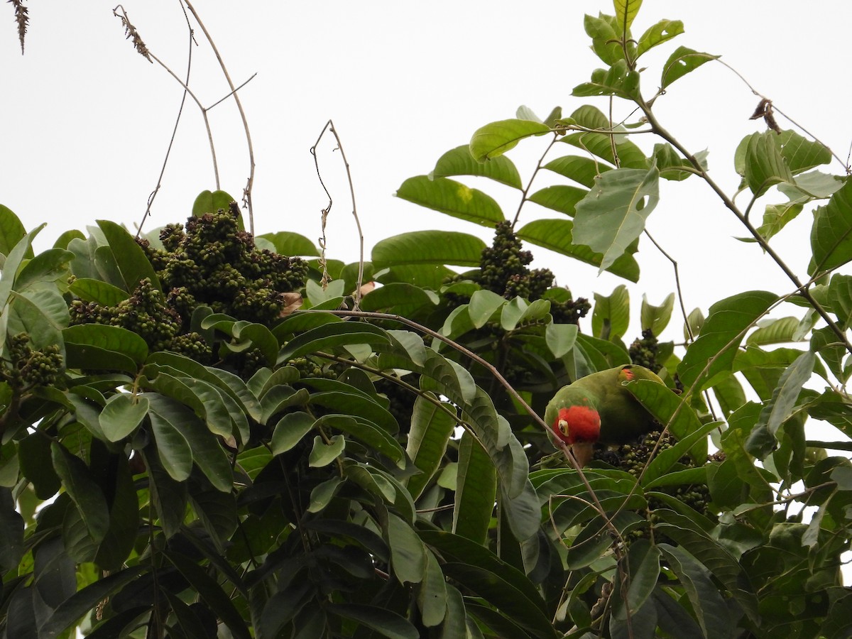 Guayaquil Papağanı - ML618729325