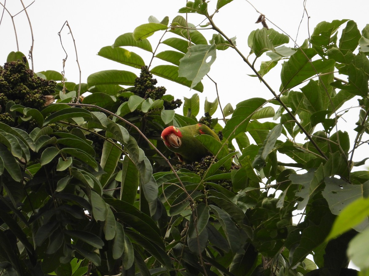 Red-masked Parakeet - ML618729327