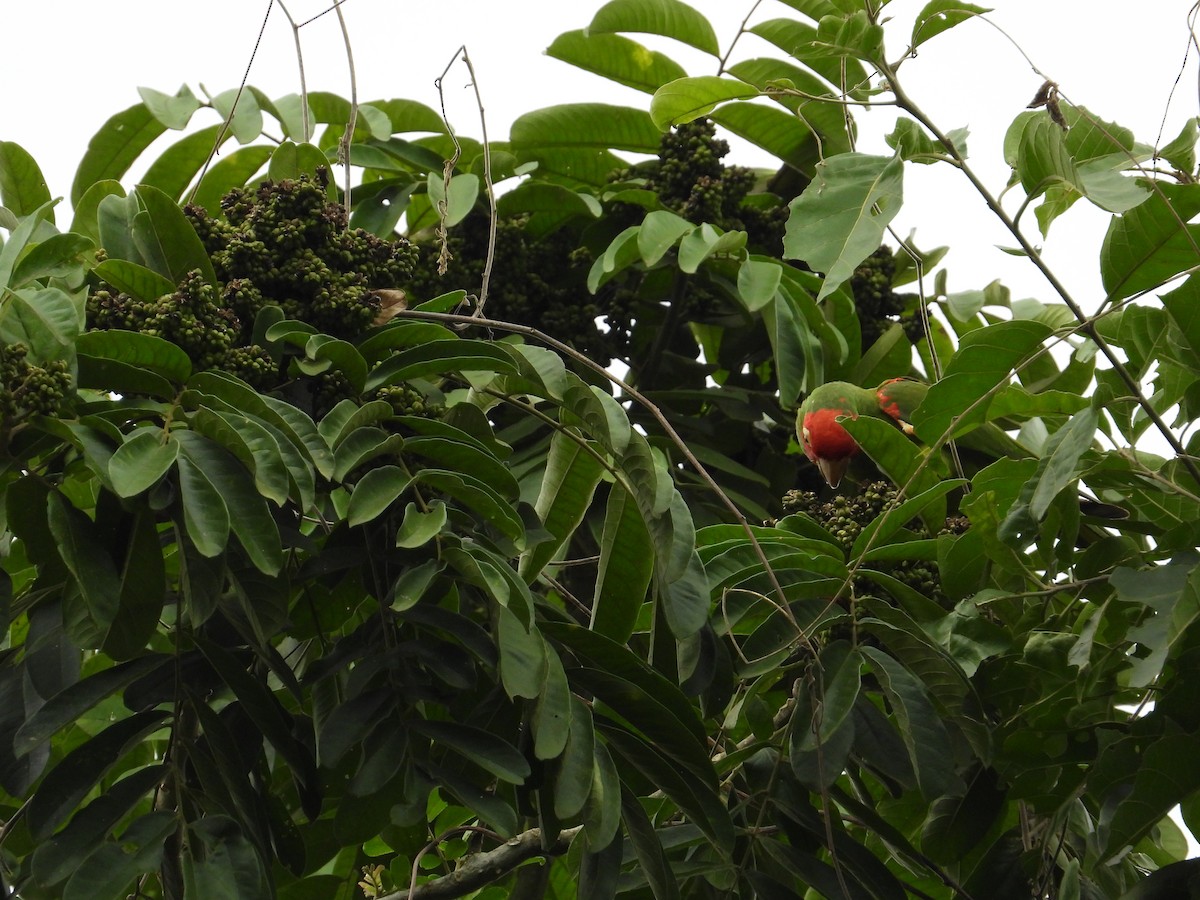 Guayaquil Papağanı - ML618729329