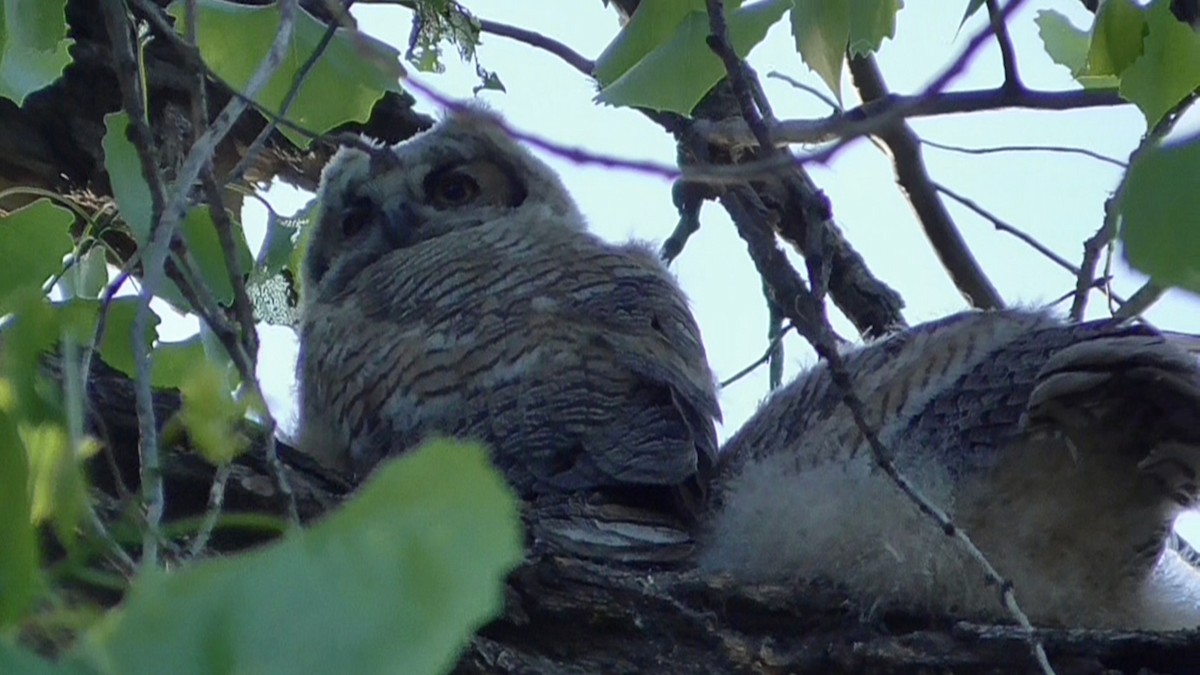 Great Horned Owl - ML618729332