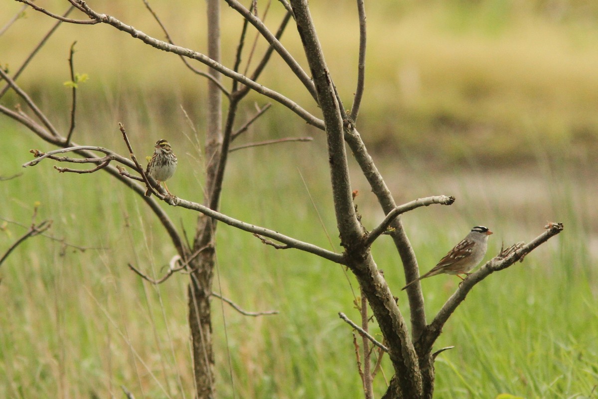 White-crowned Sparrow - Josh Duis