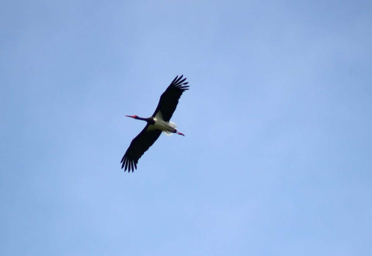 Black Stork - ML618729413