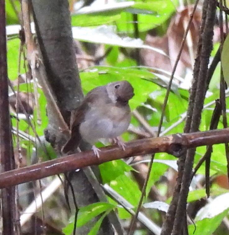 Fulvous-chested Jungle Flycatcher - ML618729470