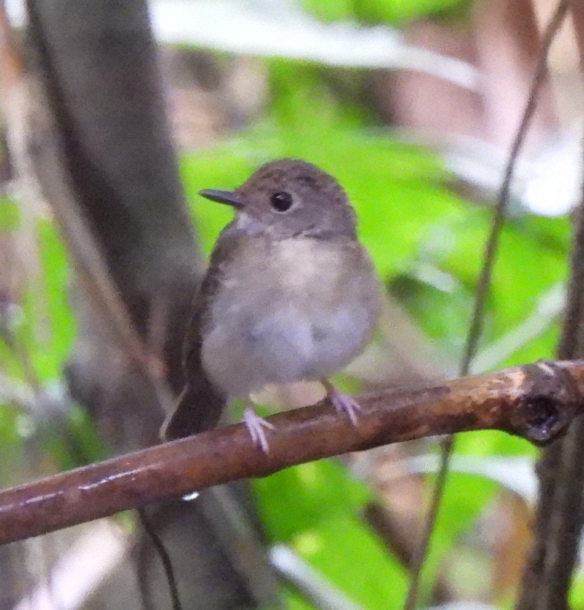 Fulvous-chested Jungle Flycatcher - ML618729471
