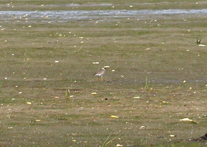 Semipalmated Plover - ML618729475