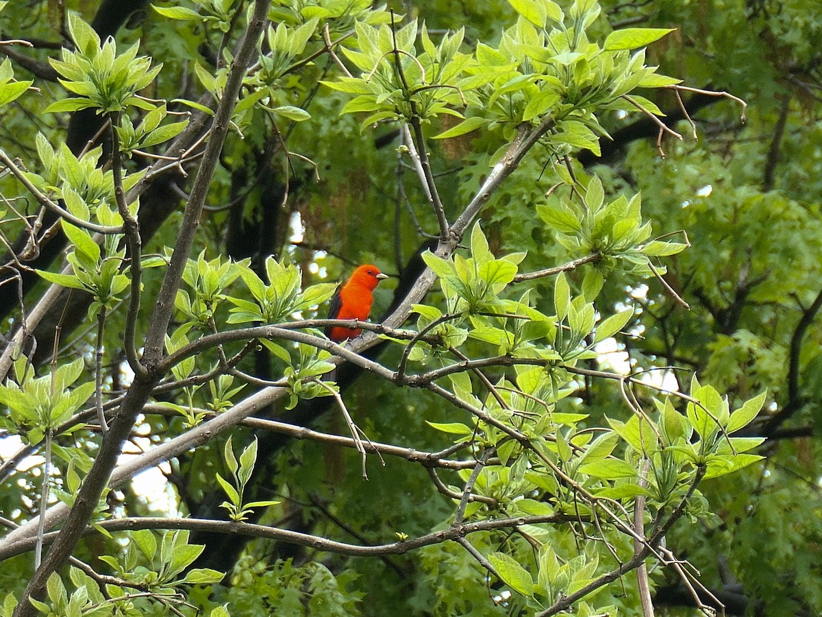 Scarlet Tanager - ML618729488