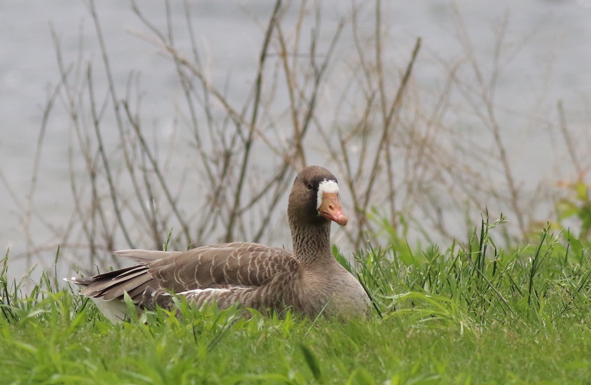 Greater White-fronted Goose - ML618729501