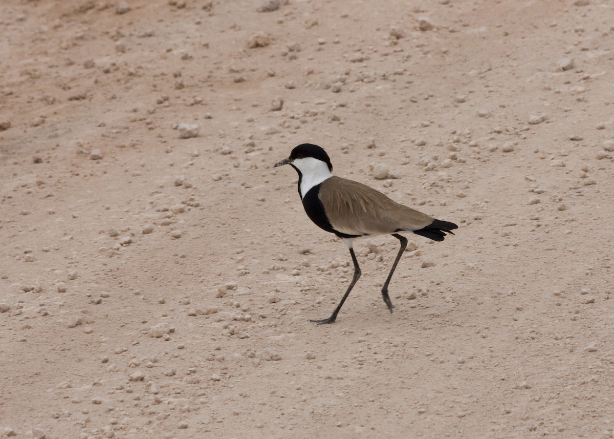 Spur-winged Lapwing - ML618729535