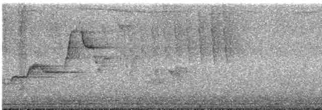 Дрізд-короткодзьоб Cвенсона - ML618729572