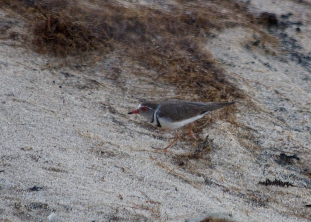Three-banded Plover - ML618729580