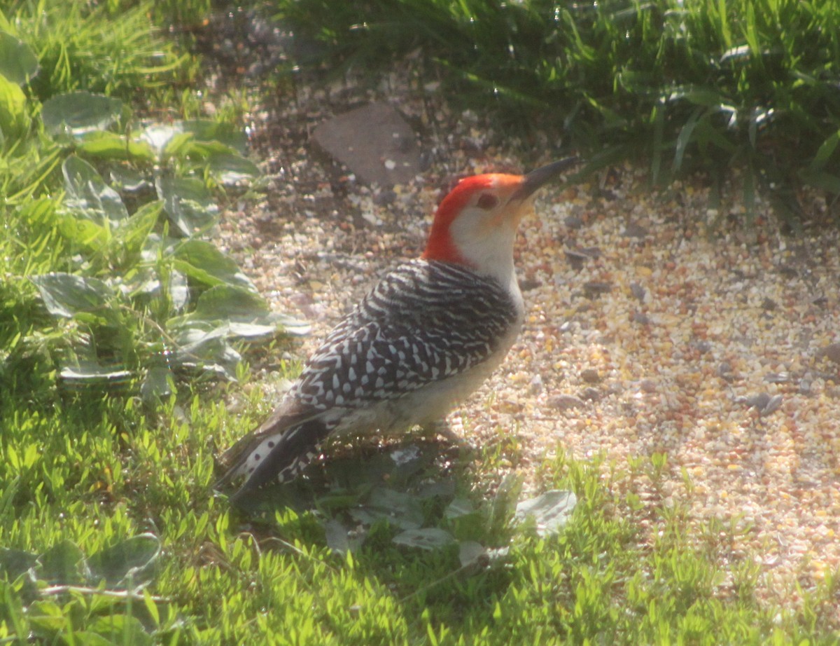 Red-bellied Woodpecker - ML618729665