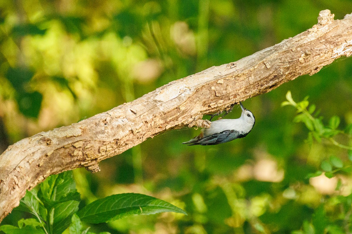 White-breasted Nuthatch - ML618729666