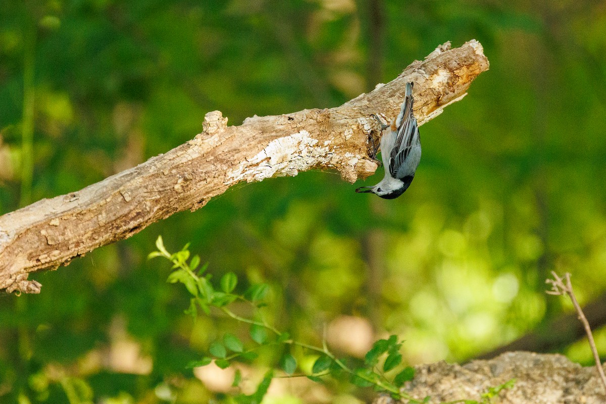 White-breasted Nuthatch - ML618729667