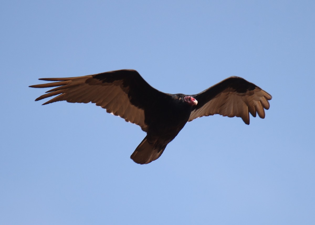 Turkey Vulture - ML618729669