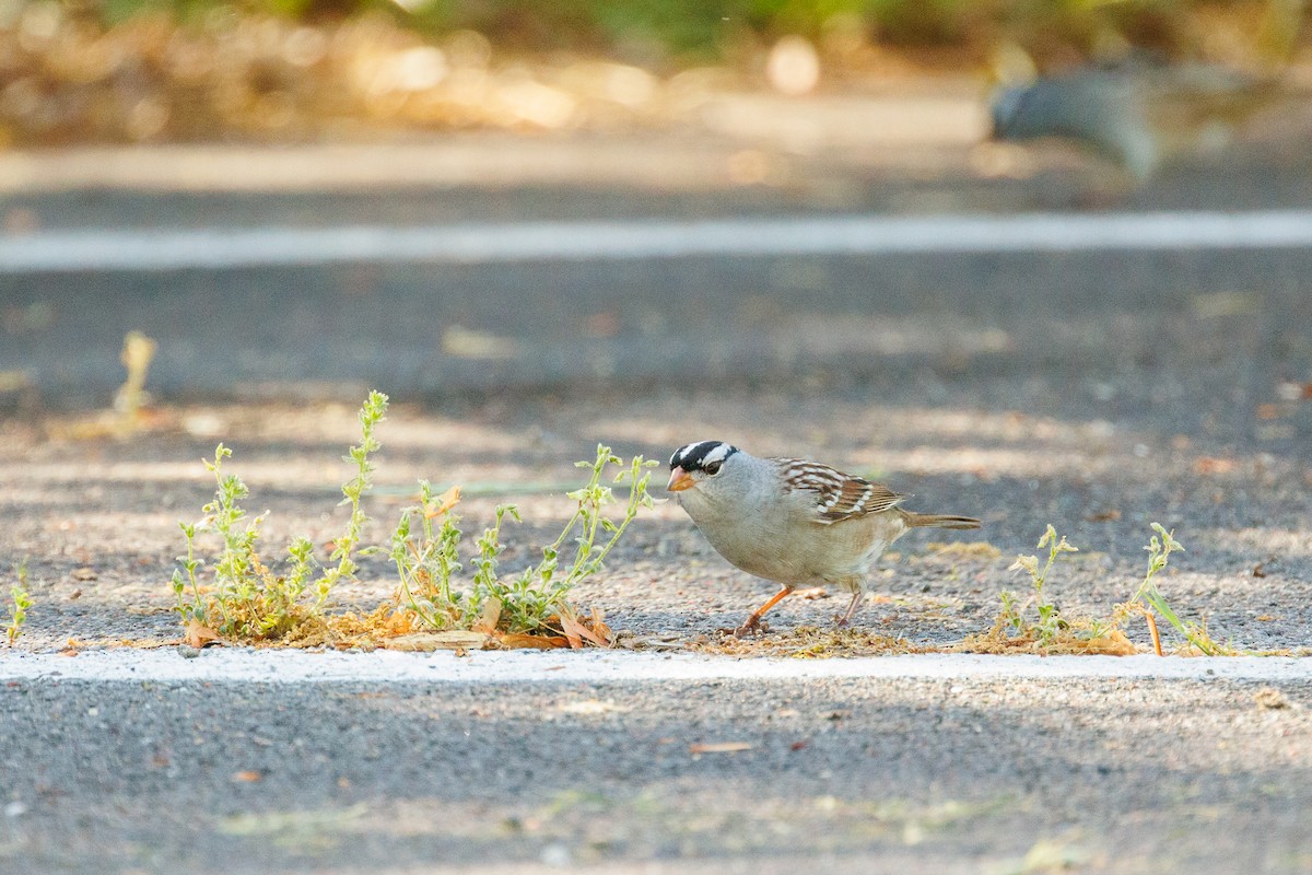 White-crowned Sparrow - ML618729676