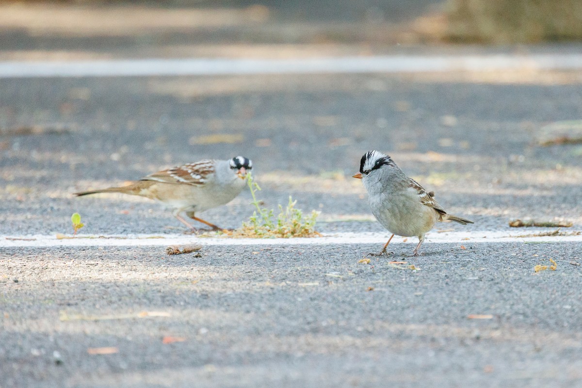 White-crowned Sparrow - ML618729677