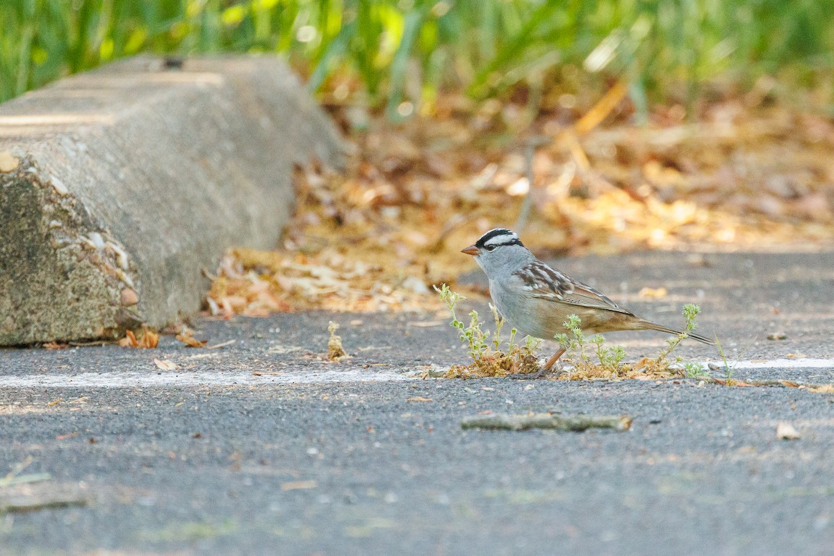 White-crowned Sparrow - ML618729678