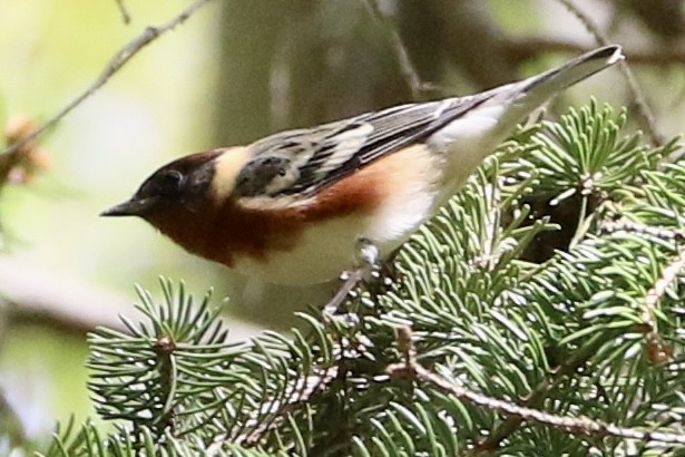 Bay-breasted Warbler - ML618729683
