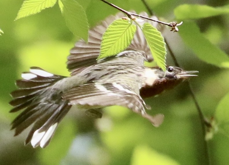 Bay-breasted Warbler - ML618729688