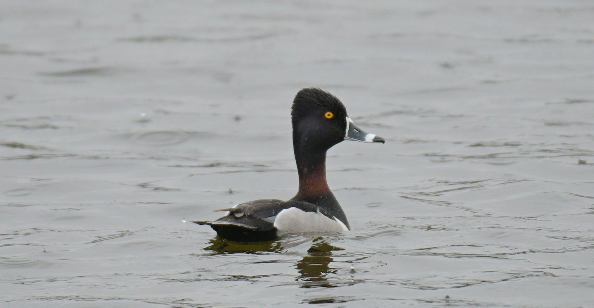 Ring-necked Duck - ML618729701