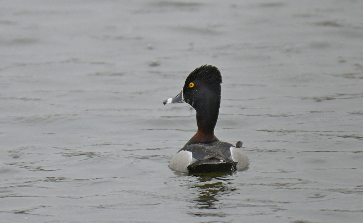 Ring-necked Duck - ML618729703