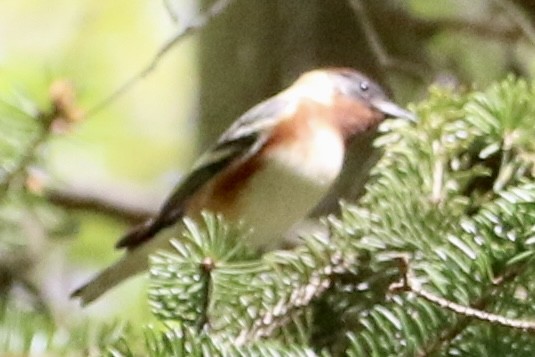 Bay-breasted Warbler - ML618729721