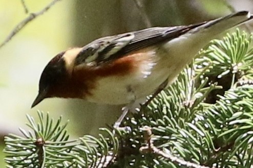 Bay-breasted Warbler - ML618729722