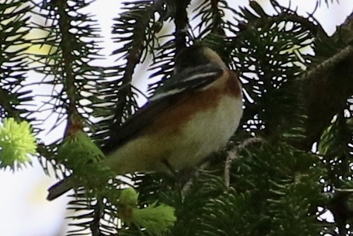 Bay-breasted Warbler - ML618729723