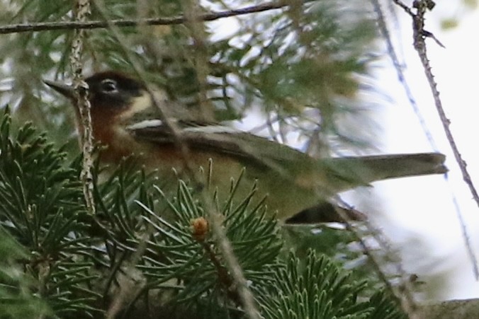 Bay-breasted Warbler - ML618729724
