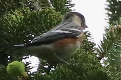 Bay-breasted Warbler - ML618729725