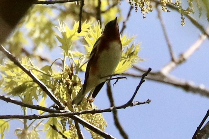Bay-breasted Warbler - ML618729726