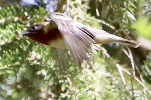 Bay-breasted Warbler - ML618729727